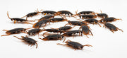 Halloween Simulation Cockroach Tidy Funny Disgusting Scary Toys